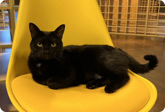 A black cat laying on a yellow chair.