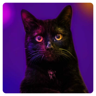 Closeup of a black cat with a colorful background